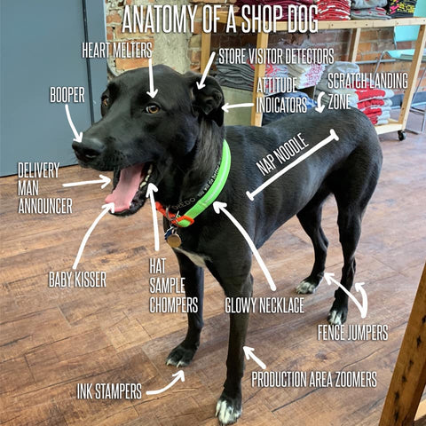 anatomy of a shop dog