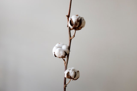 cotton plant with fluffy white cotton balls growing on stems 