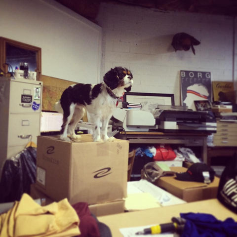 little dog standing on box